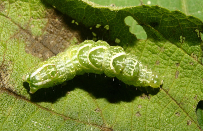 Figura 2. Larva <i>Notioplusia illustrata</i></i> (Noctuidae), en último estadío (U), vista dorsal, localidad Medrano Estación Quica, Sector Pitilla ACG (380m). Voucher: 14-SRNP-70004-DHJ703676.jpg.