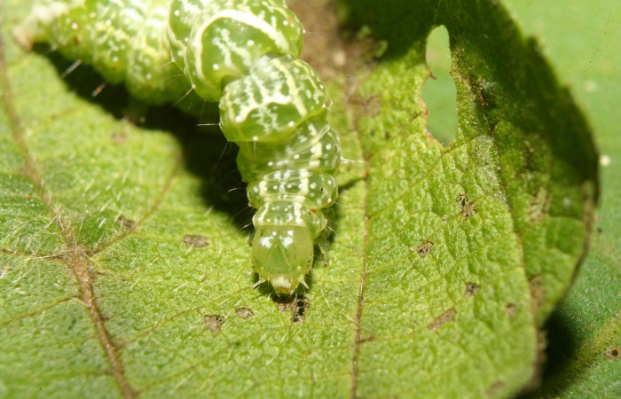 Figura 4. Larva <i>Notioplusia illustrata</i></i> (Noctuidae), en último estadío (U), vista dorsal, localidad Medrano Estación Quica, Sector Pitilla ACG (380m). Voucher: 14-SRNP-70004-DHJ703677.jpg.