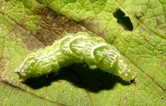Figura 3. Larva <i>Notioplusia illustrata</i></i> (Noctuidae), en último estadío (U), vista cabeza de frente, localidad Medrano Estación Quica, Sector Pitilla ACG (380m). Voucher: 14-SRNP-70004-DHJ703680.jpg.