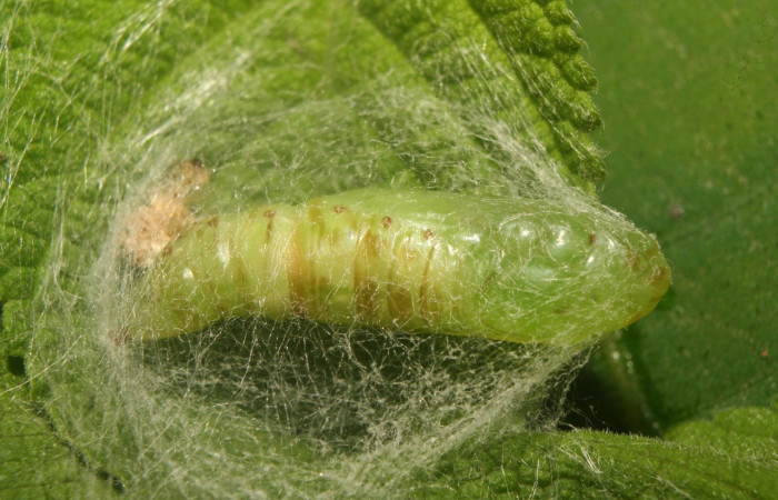 Figura 7. Pupa de <i>Notioplusia illustrata</i></i> (Noctuidae), vista dorsal, localidad Medrano Estación Biológica Quica, Sector Pitilla ACG (380m). Voucher: 14-SRNP-70004-DHJ703682.jpg.