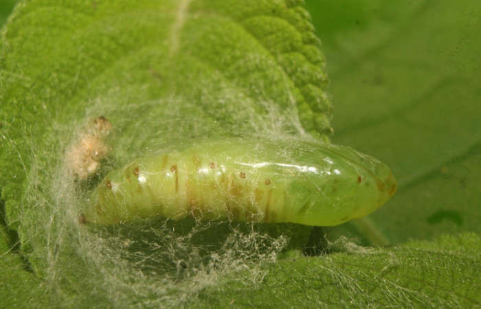 Figura 8. Pupa de <i>Notioplusia illustrata</i></i> (Noctuidae), vista lateral, localidad Medrano Estación Biológica Quica, Sector Pitilla ACG (380m). Voucher: 14-SRNP-70004-DHJ703684.jpg.