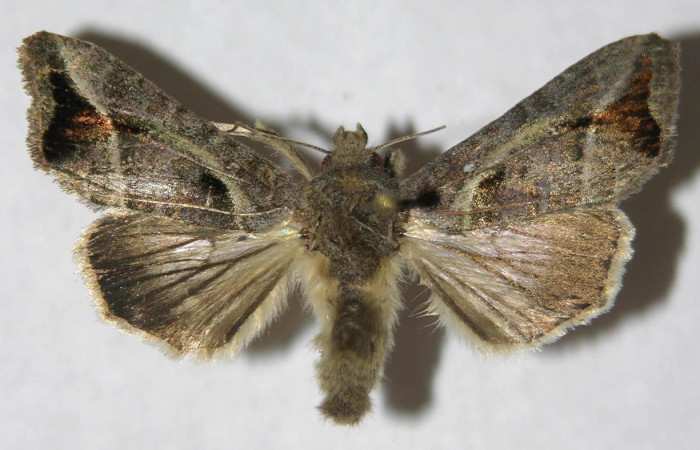 Figura 11. Adulto de <i>Notioplusia illustrata</i></i> (Noctuidae), hembra vista dorsal, localidad Medrano Estación Biológica Quica, Sector Pitilla ACG (380m). Voucher: 14-SRNP-70104-DHJ596886.jpg.