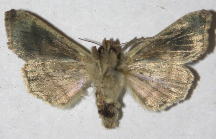 Figura 12. Adulto de <i>Notioplusia illustrata</i></i> (Noctuidae), hembra vista ventral, localidad Medrano Estación Biológica Quica, Sector Pitilla ACG (380m). Voucher: 14-SRNP-70104-DHJ596887.jpg.