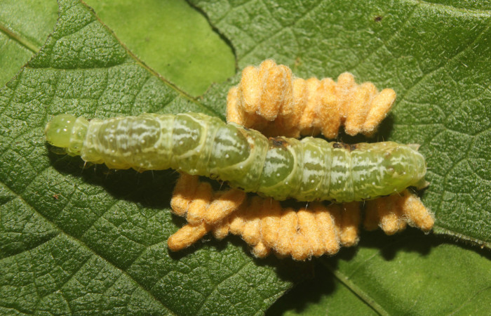 Figura 13. Capullo de parásito see vuocher de la familia (Braconidae), vista dorsal que ataca <i>Notioplusia illustrata</i></i> (Noctuidae), localidad Medrano Estación Biológica Quica, Sector Pitilla (ACG) (380m). Voucher: 22-SRNP-70831-DHJ781157.jpg.