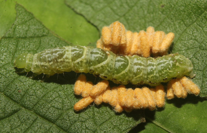 Figura 14. Capullo de parásito see vuocher de la familia (Braconidae), vista lateral que ataca <i>Notioplusia illustrata</i></i> (Noctuidae), localidad Medrano Estación Biológica Quica, Sector Pitilla (ACG) (380m). Voucher: 22-SRNP-70831-DHJ781160.jpg.