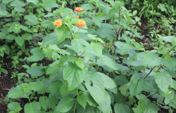Figura 15. Planta hospedera de larva <i>Notioplusia illustrata</i></i> (Noctuidae), esta planta se llama <i>Lantana camara</i></i> (Lamiaceae), localidad Medrano, Estación Biológica Quica Sector Pitilla ACG (380m), foto: Ricardo Calero, 02 Agosto 2023.