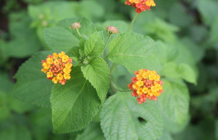 Figura 16. Planta hospedera de larva <i>Notioplusia illustrata</i></i> (Noctuidae), esta planta se llama <i>Lantana camara</i></i>, vista flores amarillo, naranja rosa  (Lamiaceae), localidad Medrano, Estación Biológica Quica Sector Pitilla ACG (380m), foto: Ricardo Calero, 02 Agosto 2023.