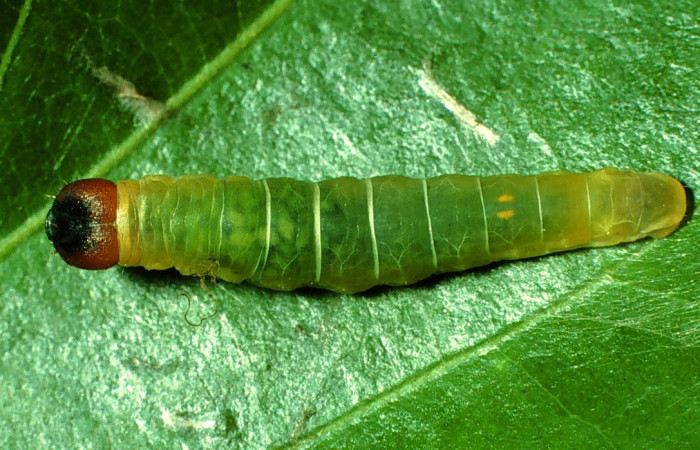 Figura 6. <i>Zera hosta</i></i> (Hesperiidae) penúltimo estadio, posición dorsal, Sector  San Cristóbal, Quebrada Cementerio. Voucher 01-SRNP-2046-DHJ60719.jpg.