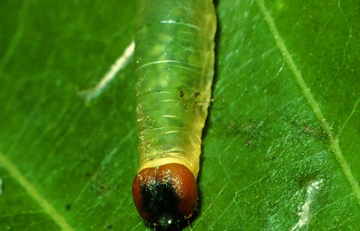 Figura 7. <i>Zera hosta</i></i> (Hesperiidae) penúltimo estadio, posición frontal, Sector  San Cristóbal, Quebrada Cementerio. Voucher 01-SRNP-2046-DHJ60722.jpg.