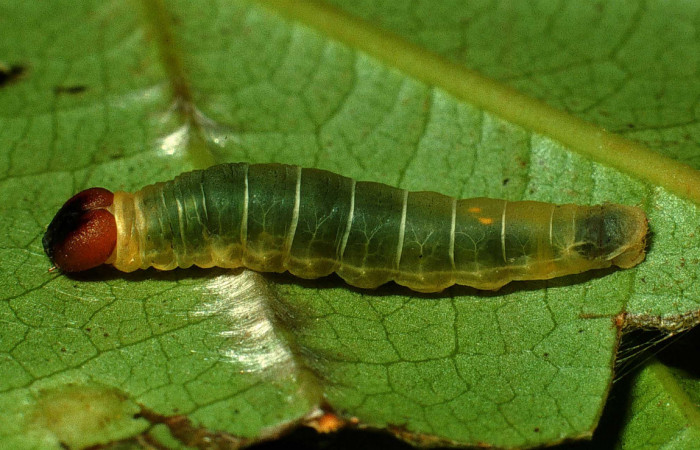 Figura 1. <i>Zera hosta</i></i> (Hesperiidae) último estadio, posición lateral, Sector  San Cristóbal, Quebrada Cementerio. Voucher 01-SRNP-2288-DHJ61196.jpg.