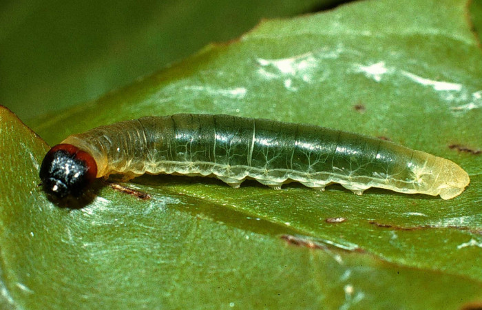 Figura 5. <i>Zera hosta</i></i> (Hesperiidae) penúltimo estadio, posición lateral frontal. Sector Cacao, Estación Cacao. Voucher 02-SRNP-24382-DHJ70801.jpg.