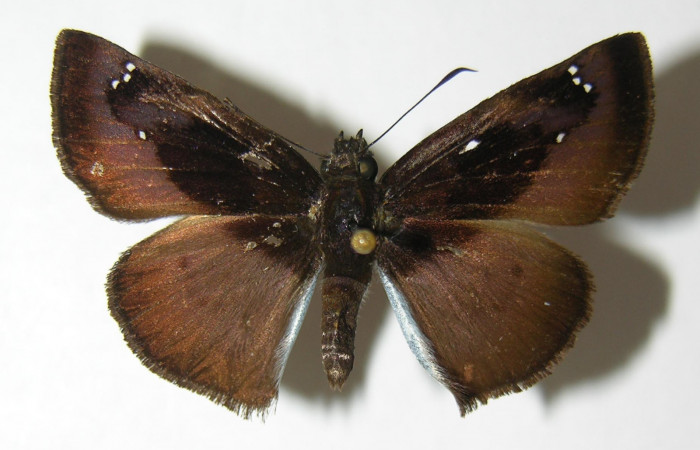 Figura 12. Adulto hembra de <i>Zera hosta</i></i> (Hesperiidae) vista dorsal. Voucher 02-SRNP-24498-DHJ340940.jpg.