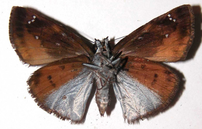 Figura 13. Adulto hembra de <i>Zera hosta</i></i> (Hesperiidae) vista ventral. Voucher 02-SRNP-24501-DHJ36655.jpg.