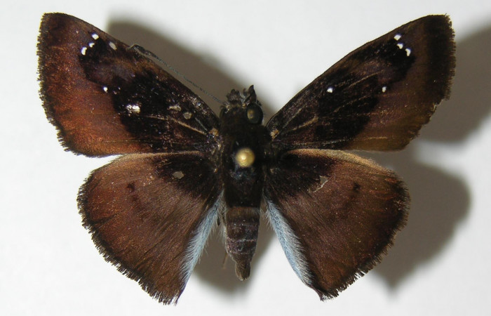 Figura 14. Adulto macho de <i>Zera hosta</i></i> (Hesperiidae) vista dors6l. Voucher 03-SRNP-3007-DHJ340934.jpg.