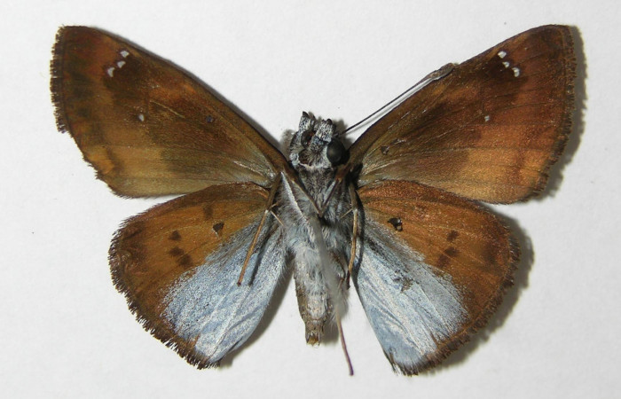 Figura 15. Adulto hembra de <i>Zera hosta</i></i> (Hesperiidae) vista ventral. Voucher 03-SRNP-3007-DHJ340935.jpg.