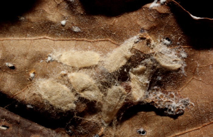 Figura 16. Parásito de <i>Zera hosta</i></i> (Hesperiidae) de la familia Braconidae, hormJanzen01 Janzen01. Voucher 12-SRNP-67928-DHJ804272.jpg.