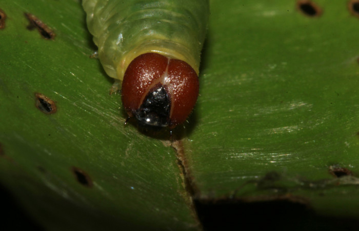 Figura 9. <i>Zera hosta</i></i> (Hesperiidae) en último estadio, posición dorsal, Sector Pitilla, Ingas. Voucher 17-SRNP-30144-DHJ735866.jpg.