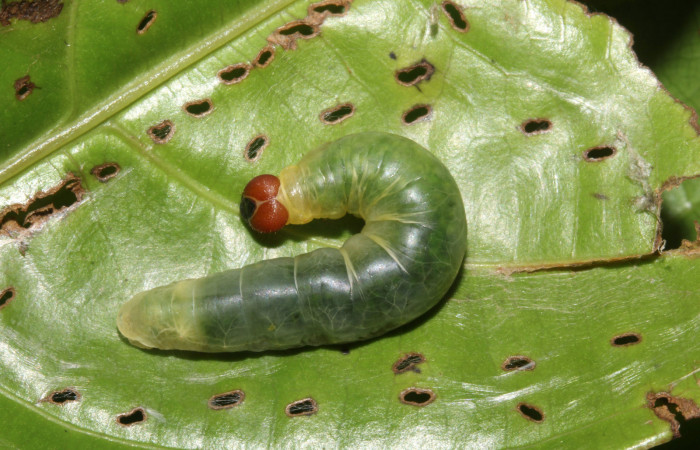 Figura 8. <i>Zera hosta</i></i> (Hesperiidae) en último estadio, posición dorsal, Sector Pitilla, Ingas. Voucher 17-SRNP-30144-DHJ735868.jpg.