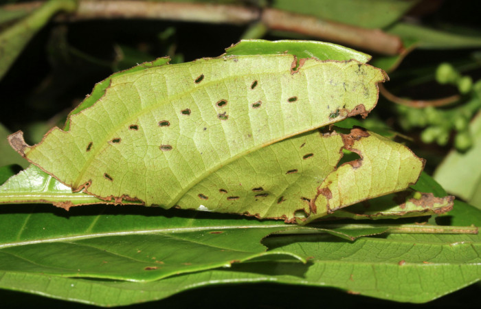 Figura 3. Casita de <i>Zera hosta</i></i> (Hesperiidae) en último estadio, Sector Pitilla, Ingas. Voucher 17-SRNP-30144-DHJ735872.jpg.
