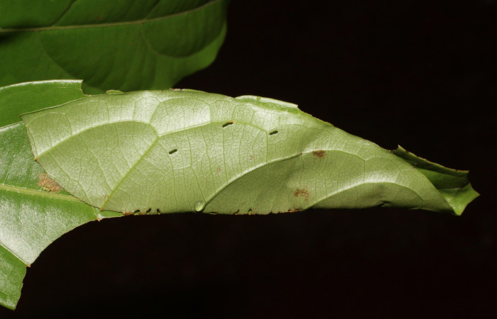 Figura 2. Casita de <i>Zera hosta</i></i> (Hesperiidae) tercer estadio, Sector San Cristóbal, Río Blanco. Voucher 18-SRNP-2256-DHJ705676.jpg.