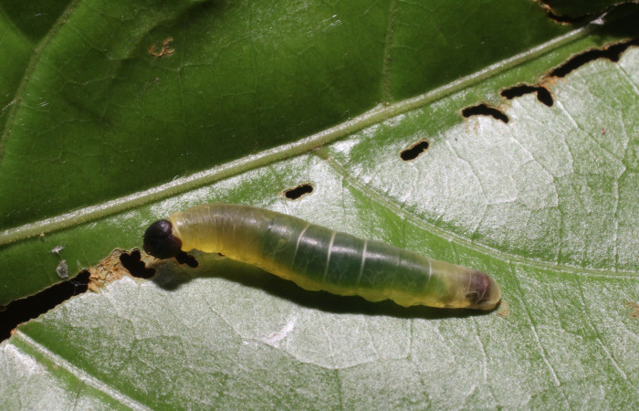 Figura 4. <i>Zera hosta</i></i> (Hesperiidae) tercer estadio, posición dorsal, Sector San Cristóbal, Río Blanco Abajo. Voucher 18-SRNP-2256-DHJ705680.jpg.