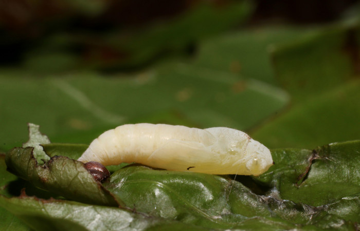 Figura 10. Pupa de <i>Zera hosta</i></i> (Hesperiidae) posición lateral. Voucher 18-SRNP-2256-DHJ705702.jpg.
