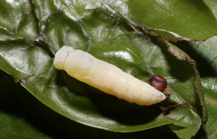 Figura 11. Pupa de <i>Zera hosta</i></i> (Hesperiidae) posición dorsal. Voucher 18-SRNP-2256DHJ705703.jpg.