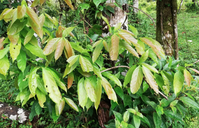 Figura 17. Planta Hospedera de <i>Zera hosta</i></i> (Hesperiidae) <i>Nectandra hihua</i></i> (Lauraceae) Sector San Cristóbal, Río Blanco Abajo. Foto Gloria Sihezar. Noviembre 2018.