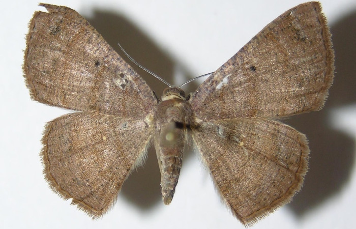 Figura 3. Adulto de <i>Parilexia</i></i> cermalaDHJ01 (hembra), vista dorsal. (05-SRNP-32821-DHJ325988).