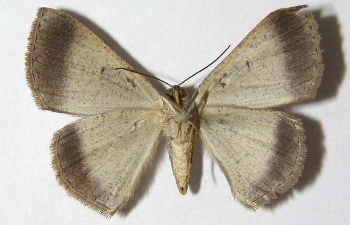 Figura 4. Adulto de <i>Parilexia</i></i> cermalaDHJ01 (hembra), vista ventral. (05-SRNP-32821-DHJ325989).