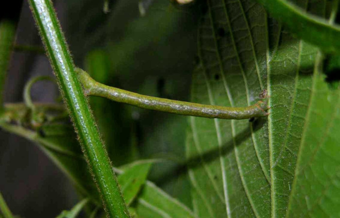 Figura 6. Larva <i>Parilexia</i></i> cermalaDHJ01
, Geometridae, vista lateral. (05-SRNP-33948-DHJ424172).