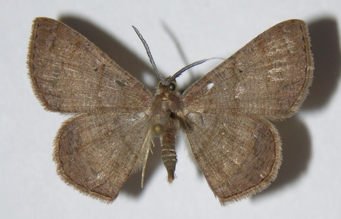 Figura 1. Adulto de <i>Parilexia</i></i> cermalaDHJ01 (macho), vista dorsal. (05-SRNP-33950-DHJ326138).