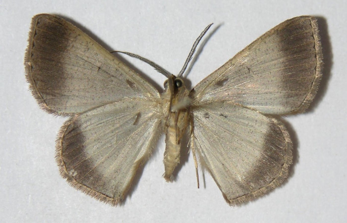 Figura 2. Adulto de <i>Parilexia</i></i> cermalaDHJ01 (macho), vista ventral. (05-SRNP-33950-DHJ326139).