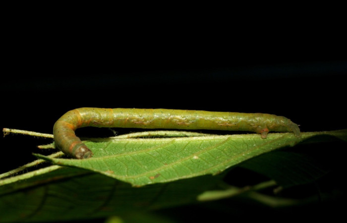 Figura 8. Larva <i>Parilexia</i></i> cermalaDHJ01
 Geometridae, vista lateral. (06-SRNP-31406-DHJ412577).