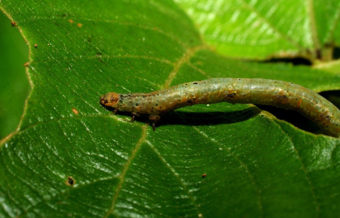 Figura 7. Larva <i>Parilexia</i></i> cermalaDHJ01, Geometridae, vista lateral. (06-SRNP-33021-DHJ416068).