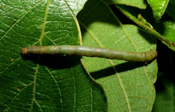 Figura 9. Larva <i>Parilexia</i></i> cermalaDHJ01
, Geometridae, vista dorsal. (06-SRNP-33021-DHJ416070).