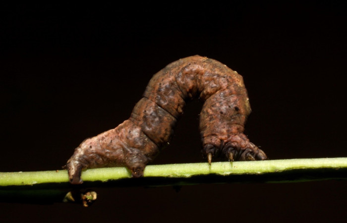 Fig. 16  Larva <i>Perilexia Amarantha</i></i>, vista lateral. Voucher. 10-SRNP-31245-DHJ471787.jpg.jpg