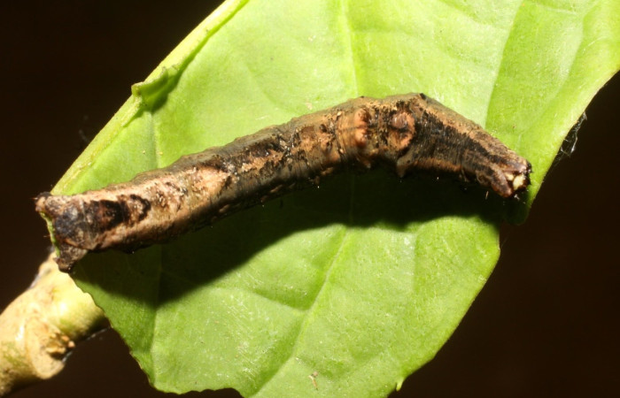Fig. 17  Larva <i>Perilexia Amarantha</i></i>, vista dorsal. Voucher. 11-SRNP-31337-DHJ482366.jpg.jpg