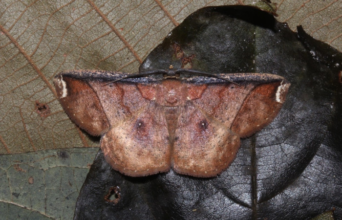 Fig. 18 Adulto <i>Perilexia Amarantha</i></i>, vista dorsal.  Obsérvese los punto en sus alas posteriores de ojos falsos. Voucher 18-SRNP-31453-DHJ746551.jpg.