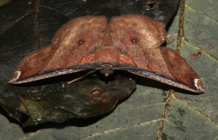 Fig. 19 Adulto <i>Perilexia Amarantha</i></i>, vista dorsal.  Obsérvese los punto en sus alas posteriores de ojos falsos. Voucher 18-SRNP-31453-DHJ746552.jpg.