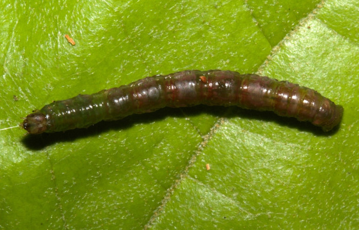 Figura 10. Prepupa de <i>Parilexia</i></i> cermalaDHJ01, Geometridae, vista dorsal,  (19-SRNP-30457-DHJ764011).