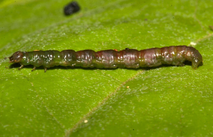 Figura 11. Prepupa de <i>Parilexia</i></i> cermalaDHJ01, Geometridae, vista dorsal,  (19-SRNP-30457-DHJ764012).