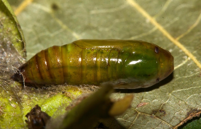 Figura 14 Pupa de <i>Parilexia</i></i> cermalaDHJ01, Geometridae, vista lateral,  (19-SRNP-30457-DHJ764192).