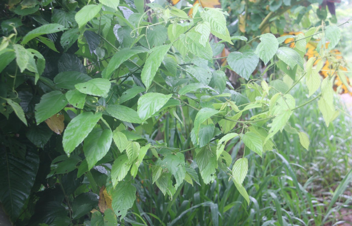 Figura 5. planta hospedera de la  que se alimenta  <i>Parilexia</i></i> cermalaDHJ01 de la familia, geometridae <i>Gouania polygama</i></i>.  (Rhamnaceae) Foto Keiner Aragon Calero,24/08/2023.