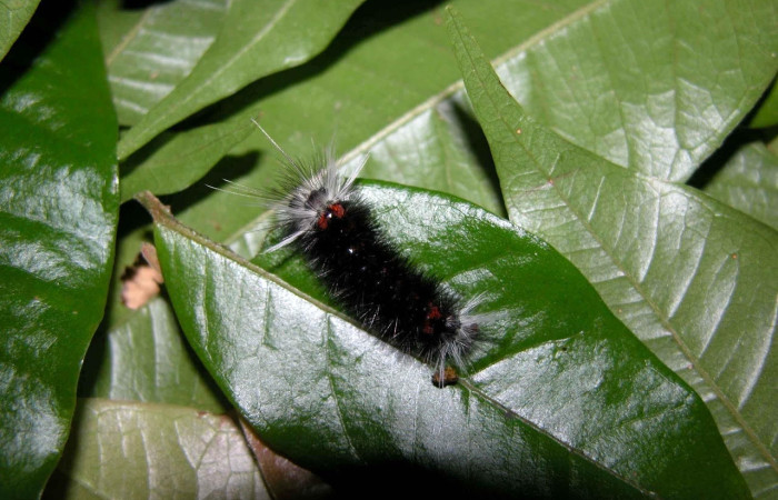 Fig. 11 Larva <i>Idalus herois</i></i>, Erebidae, (estadío Pu), mostrando la posición dorsal central, se alimenta <i>Myrcia splendens</i></i>, familia (Myrtaceae). Voucher: 03-SRNP-5650-DHJ400718.jpg.