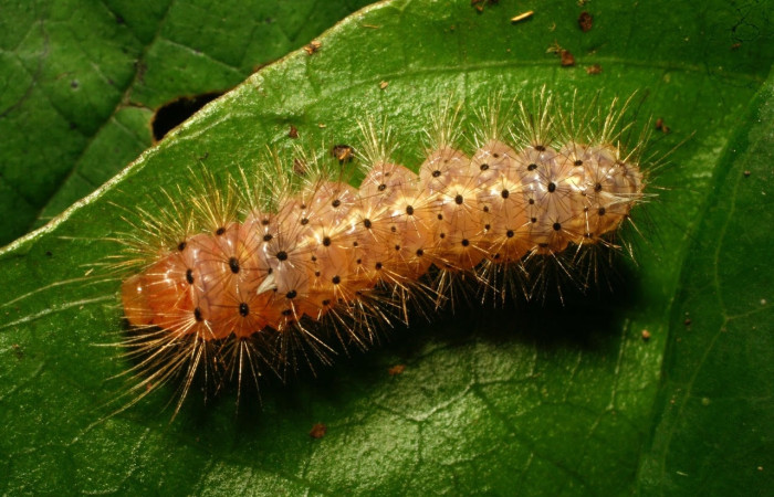 Fig. 12 Larva <i>Idalus</i></i>, perlineosaDHJ01, Erebidae, (estadío U), mostrando la posición dorsal entero, se alimenta <i>Roupala glaberrima</i></i>, familia (Proteaceae). Voucher: 10-SRNP-32106-DHJ477136.jpg.
