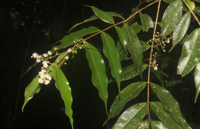 Fig. 18 Planta <i>Myrcia splendens</i></i> (Myrtaceae),
hospedera de la larva  <i>Idalus herois</i></i>, (Erebidae), Estación Pitilla. Calixto Moraga, foto tomada Octubre 2019.