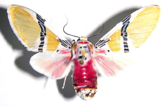 Fig.1 Adulto <i>Idalus herois</i></i>, Erebidae, hembra, mostrando la parte  dorsal. Sector San Cristóbal, Río Blanco Abajo, elevación 500metros. Voucher: 00-SRNP-12924-DHJ93984.