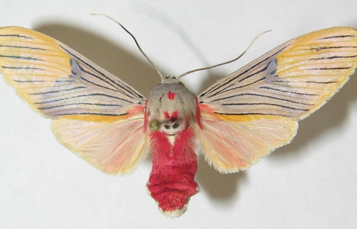 Fig.3 Adulto <i>Idalus</i></i> perlineosaDHJ01, Erebidae, mostrando la parte  dorsal. Sector Pitilla, Sendero Memo, elevación 740metros. Voucher: 10-SRNP-32106-DHJ538070.