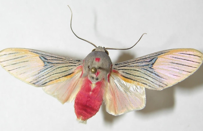 Fig.5 Adulto <i>Idalus</i></i> perlineosaDHJ02new, Erebidae, mostrando la parte  dorsal. Sector Cacao,Cerro Pedregal, elevación 1080metros. Voucher: 10-SRNP-36436-DHJ538024.